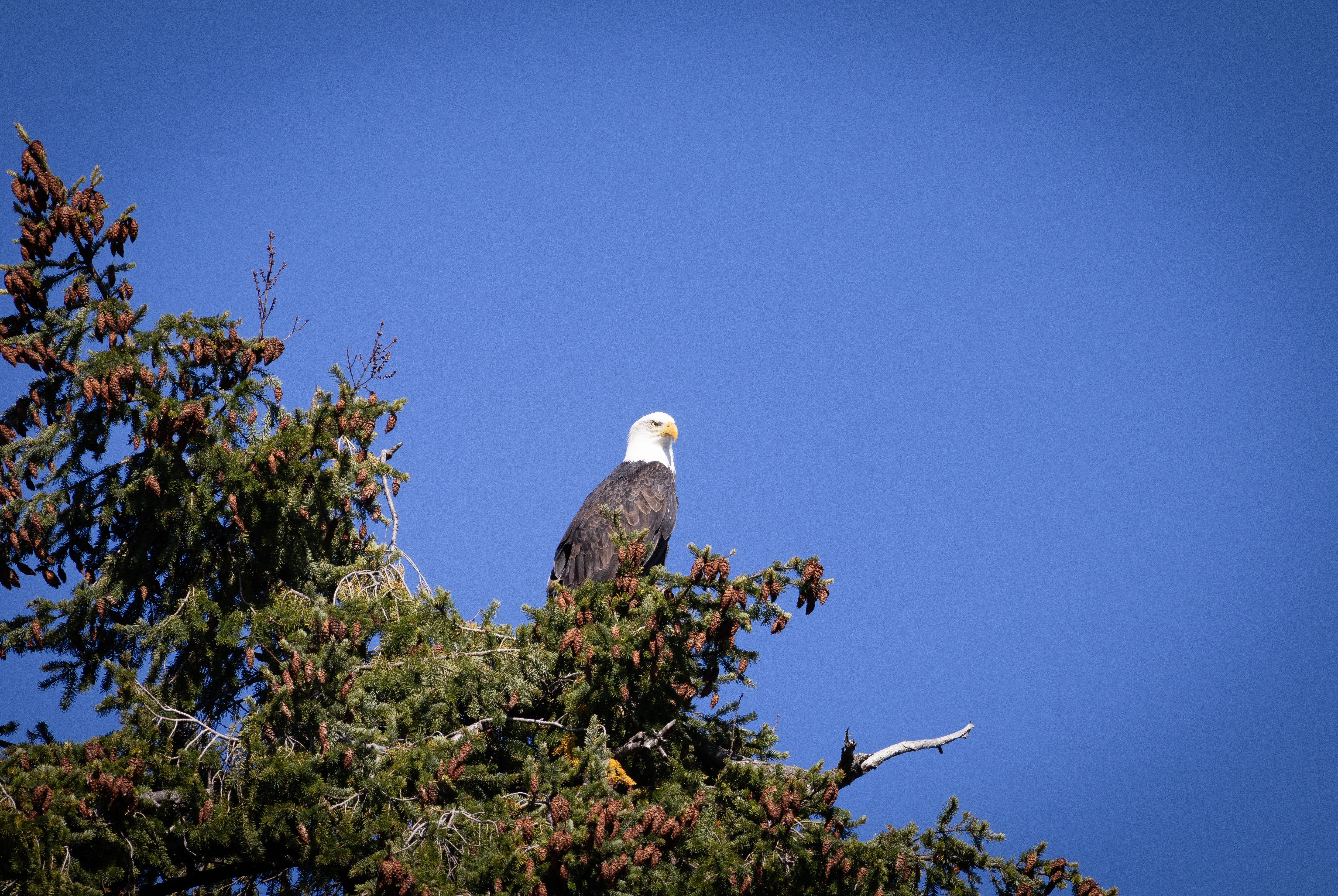 Bald Eagle Photos, Download The BEST Free Bald Eagle Stock Photos & HD ...