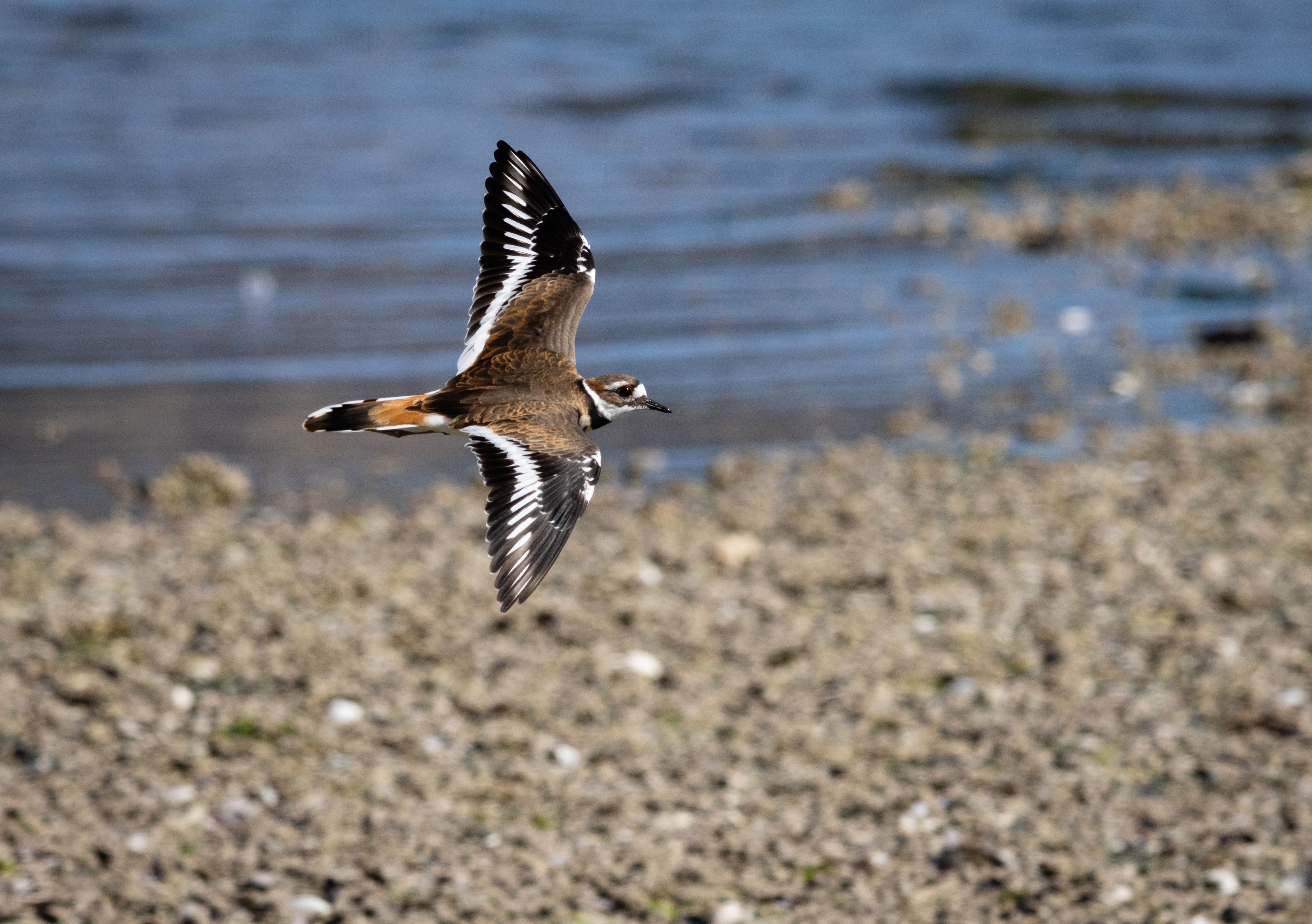 Victoria Bird Photos Download The Best Free Victoria Bird Stock Photos
