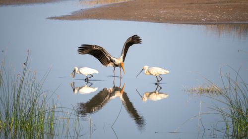 Free Birds wade through a serene lake in Jamnagar, India, with stunning reflections. Stock Photo