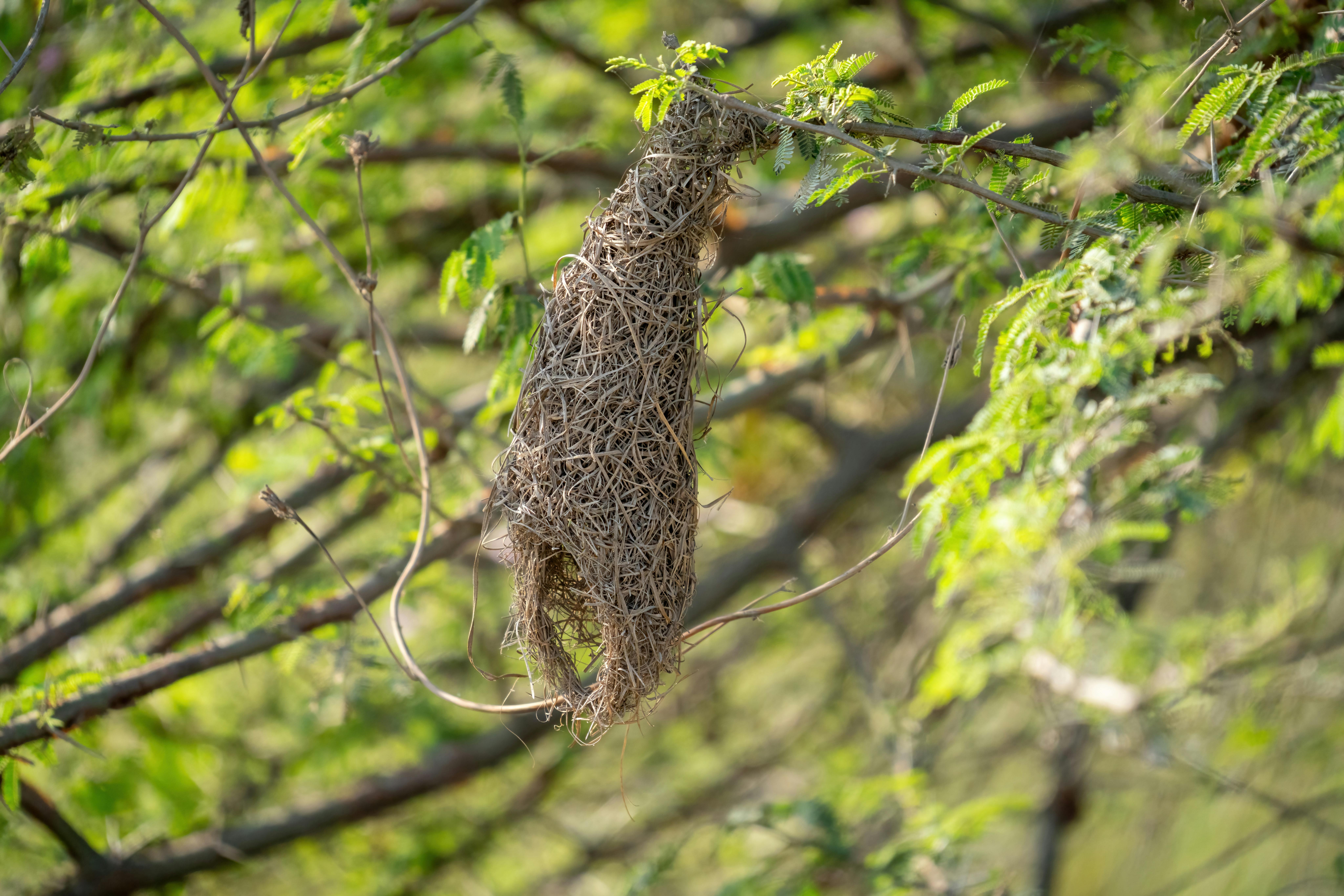 Baya weaver bird nest intricately woven on an Acacia tree branch, Jamnagar.