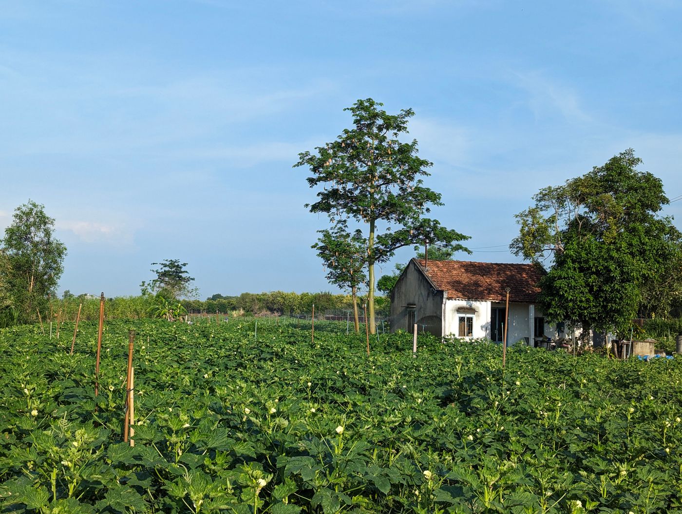 ปฏิทินพื้นที่หลังบ้าน: งานที่ต้องทำรายเดือน ตั้งแต่เริ่มจนถึงผลผลิต