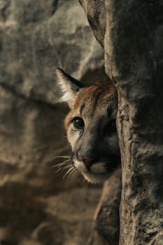 Beautiful capture of a puma thoughtfully peeking from rocky surroundings.
