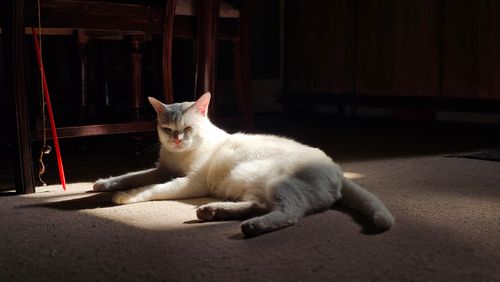 Free White cat basking in sunlight indoors, creating a calm and cozy atmosphere. Stock Photo