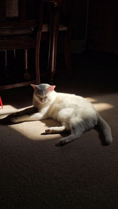 Free White cat lounging in a sunlit room, creating a warm and cozy scene. Stock Photo