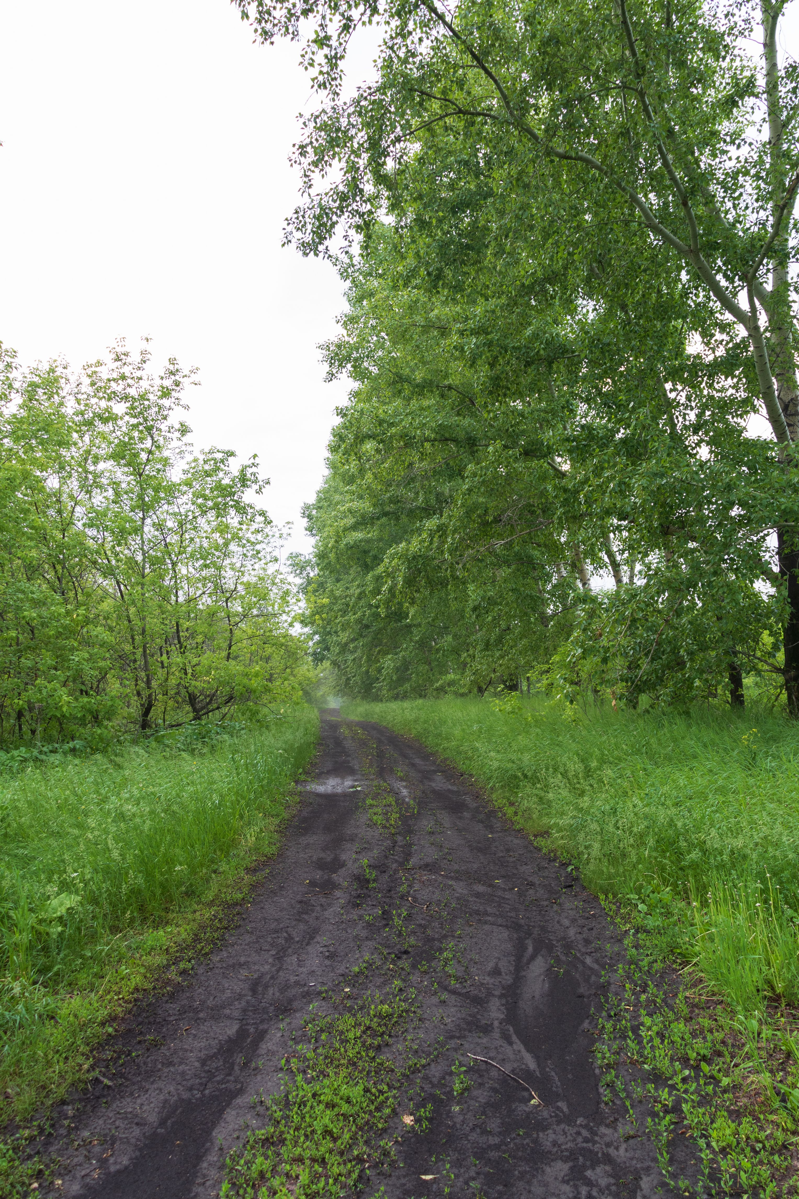 Lush Green Pathway Through Forest in Spring · Free Stock Photo