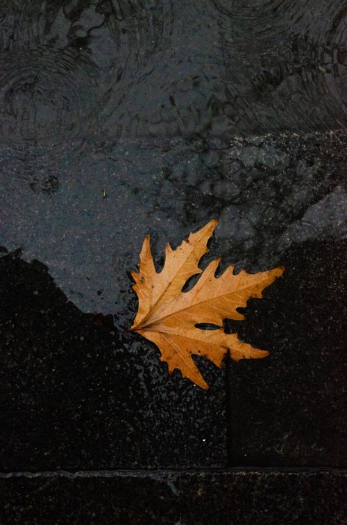 Free Single orange leaf on wet pavement after rain, showcasing dark minimalist aesthetics. Stock Photo