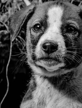 dog photo