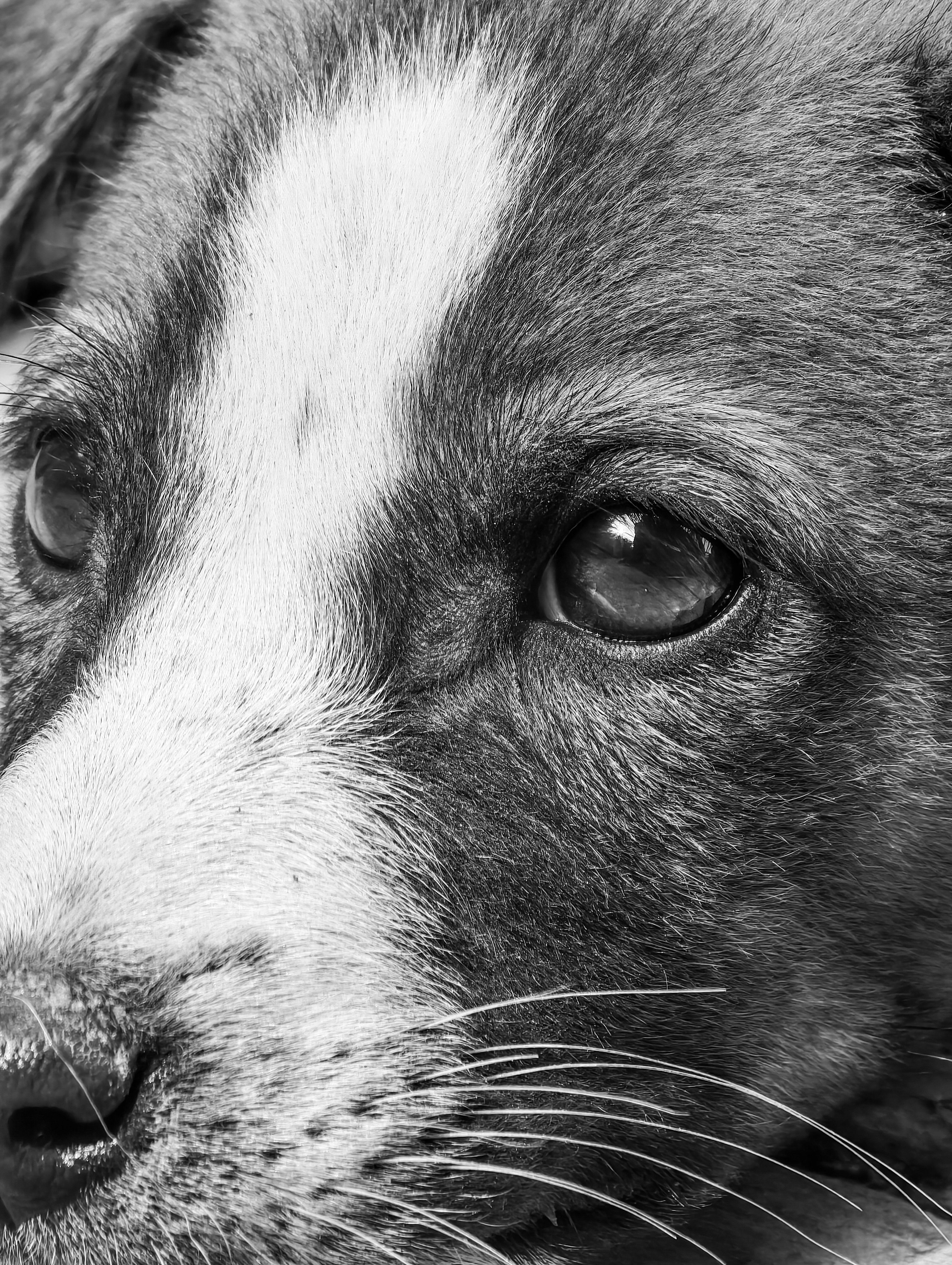 Detailed black and white close-up of a puppy's face highlighting its eye and fur texture.