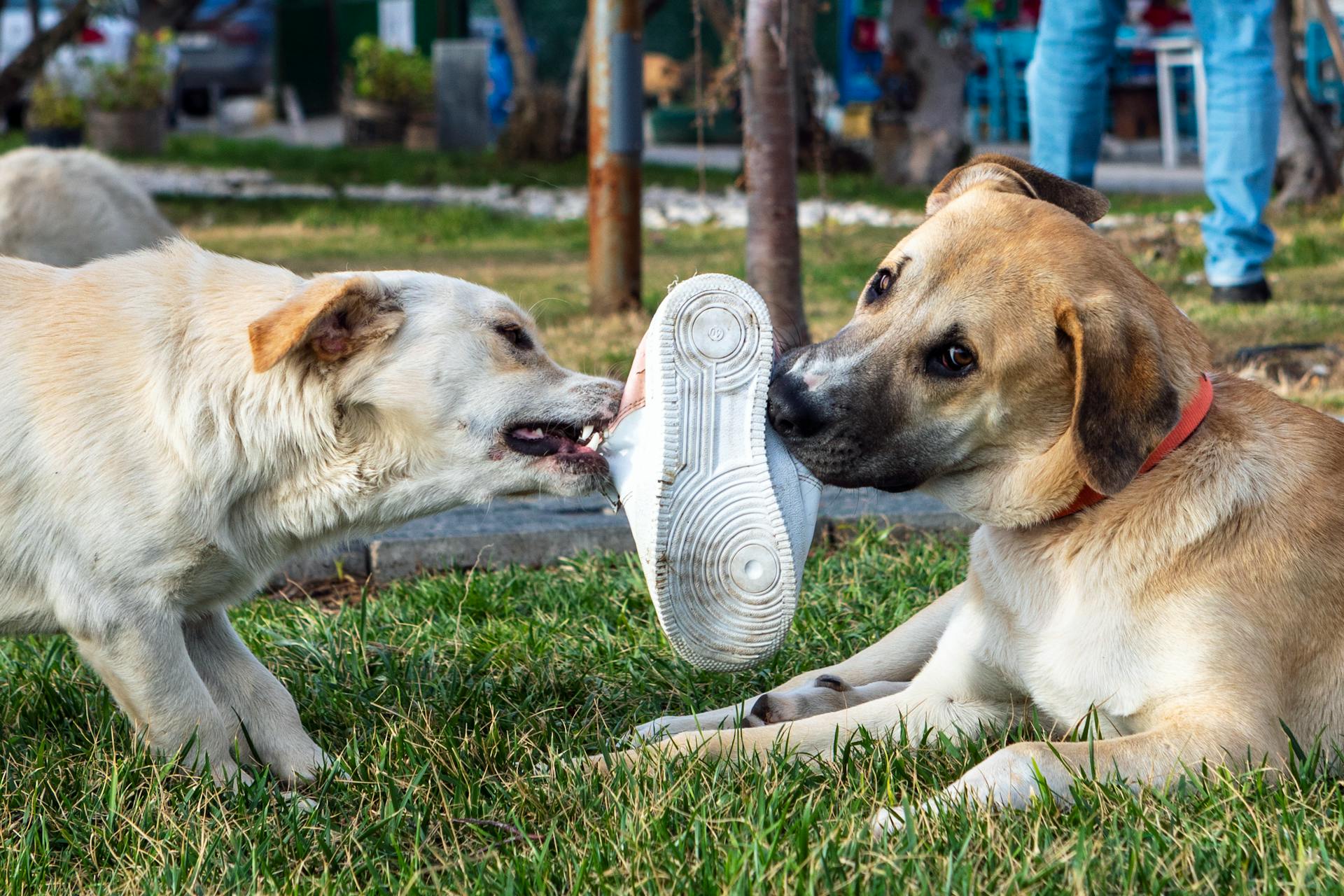 Two playful dogs tugging on a shoe in a grassy outdoor setting in Balıkesir, Türkiye.