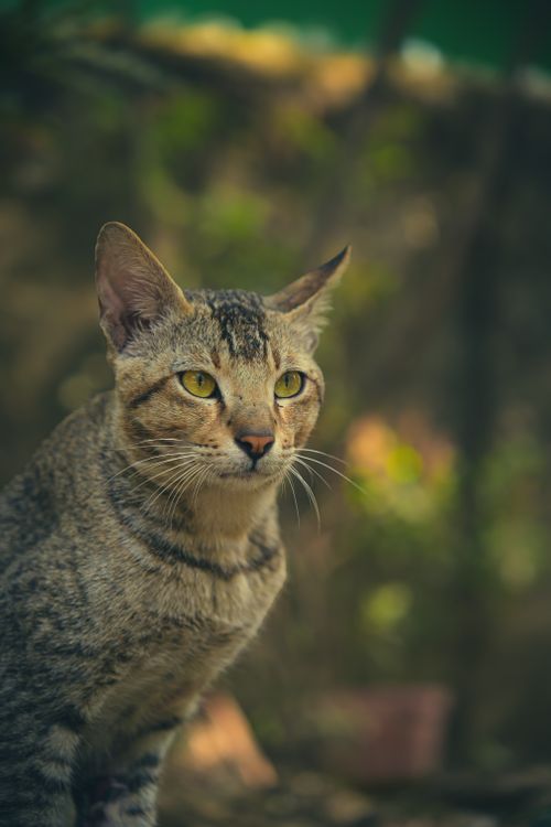 Free A detailed portrait of a tabby domestic cat outdoors with blurred background. Stock Photo
