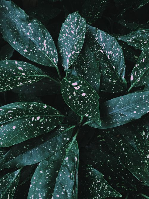 Green foliage filling the frame — photo by Lisa from Pexels on Pexels