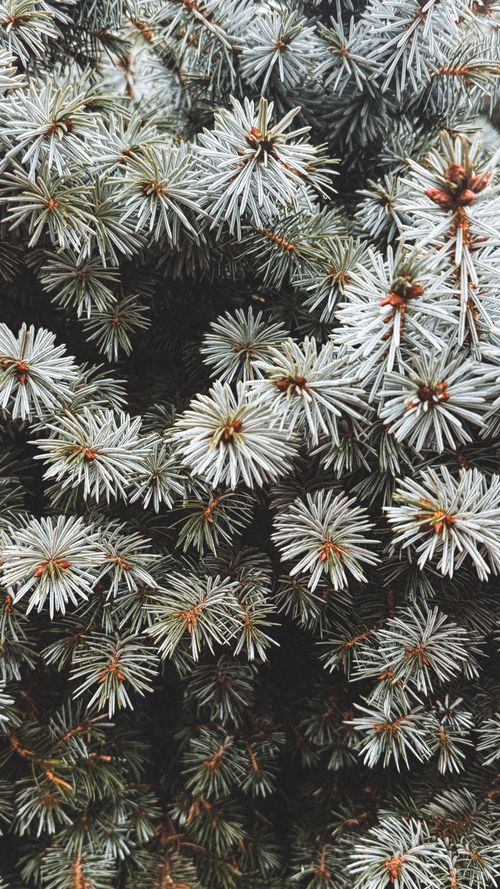 Free Detailed view of frosty pine tree branches with a wintery feel. Stock Photo