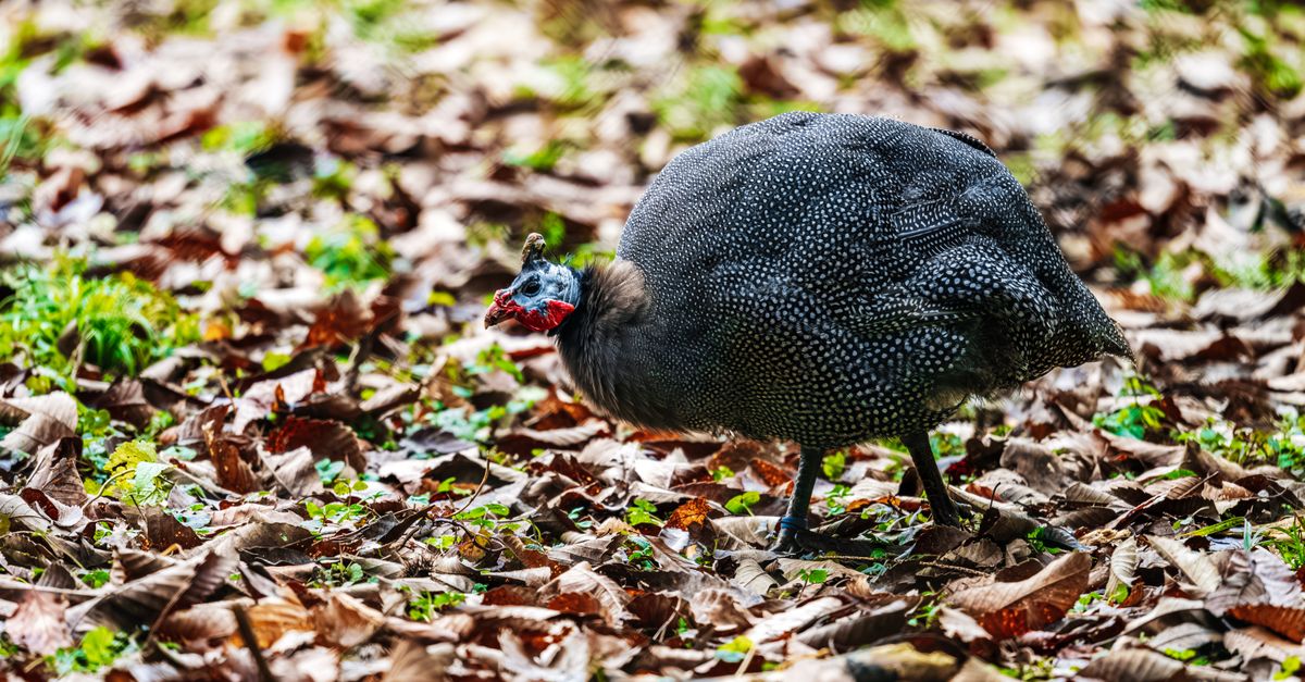 Photo of Guinea