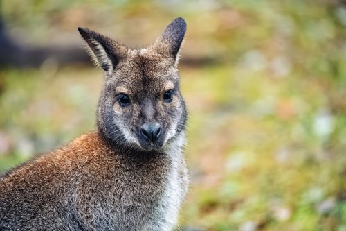 Free Close-up of a wallaby with soft fur in a serene outdoor setting. Stock Photo