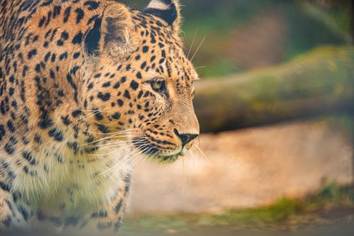 Free Close-up of an Amur leopard, showcasing its distinct spotted fur in a natural setting. Stock Photo