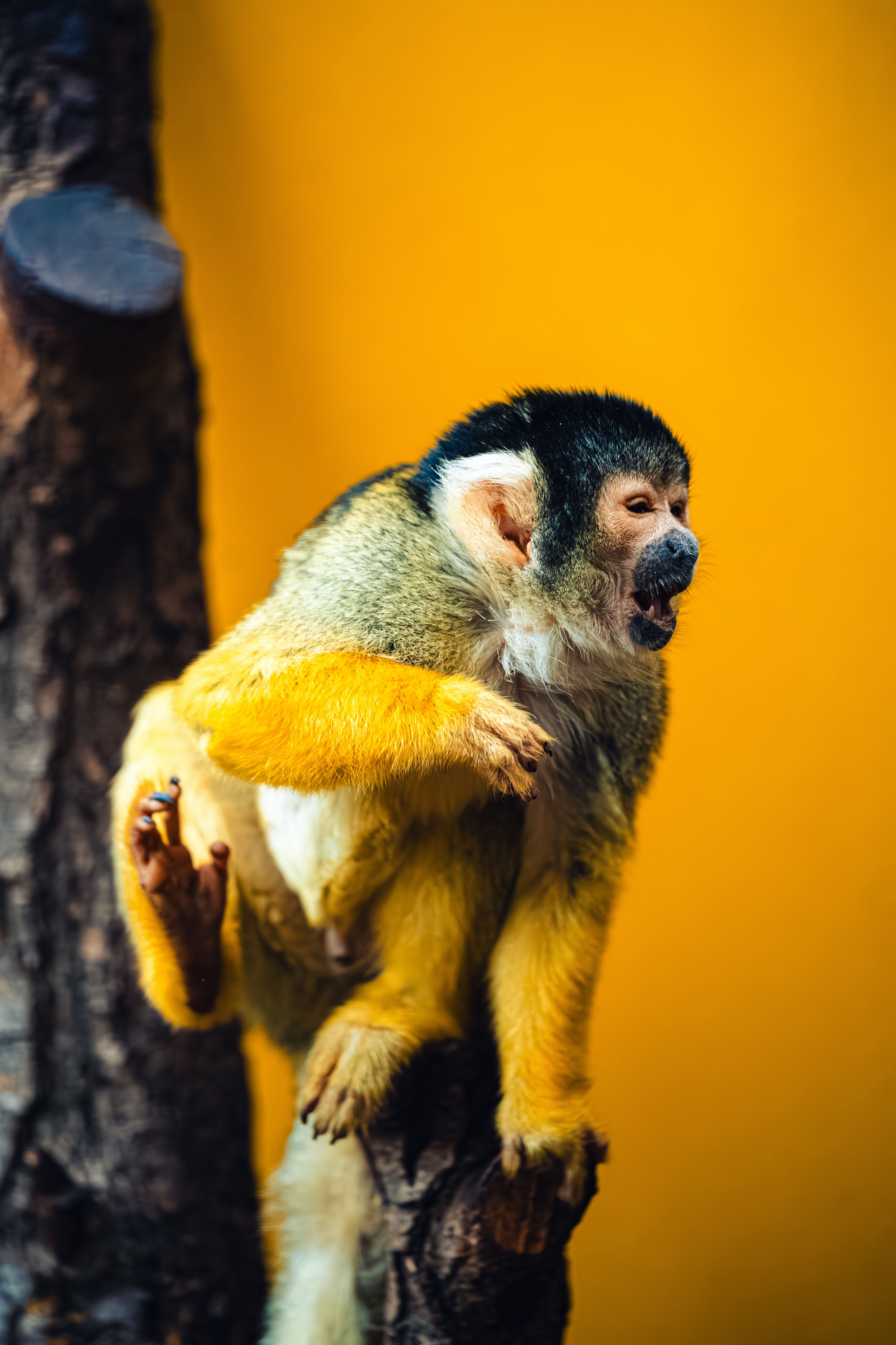 Animals Yawning Photos Download The Best Free Animals Yawning Stock