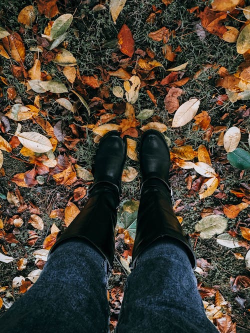 Fotobanka s bezplatnými fotkami na tému dno, listy, noha