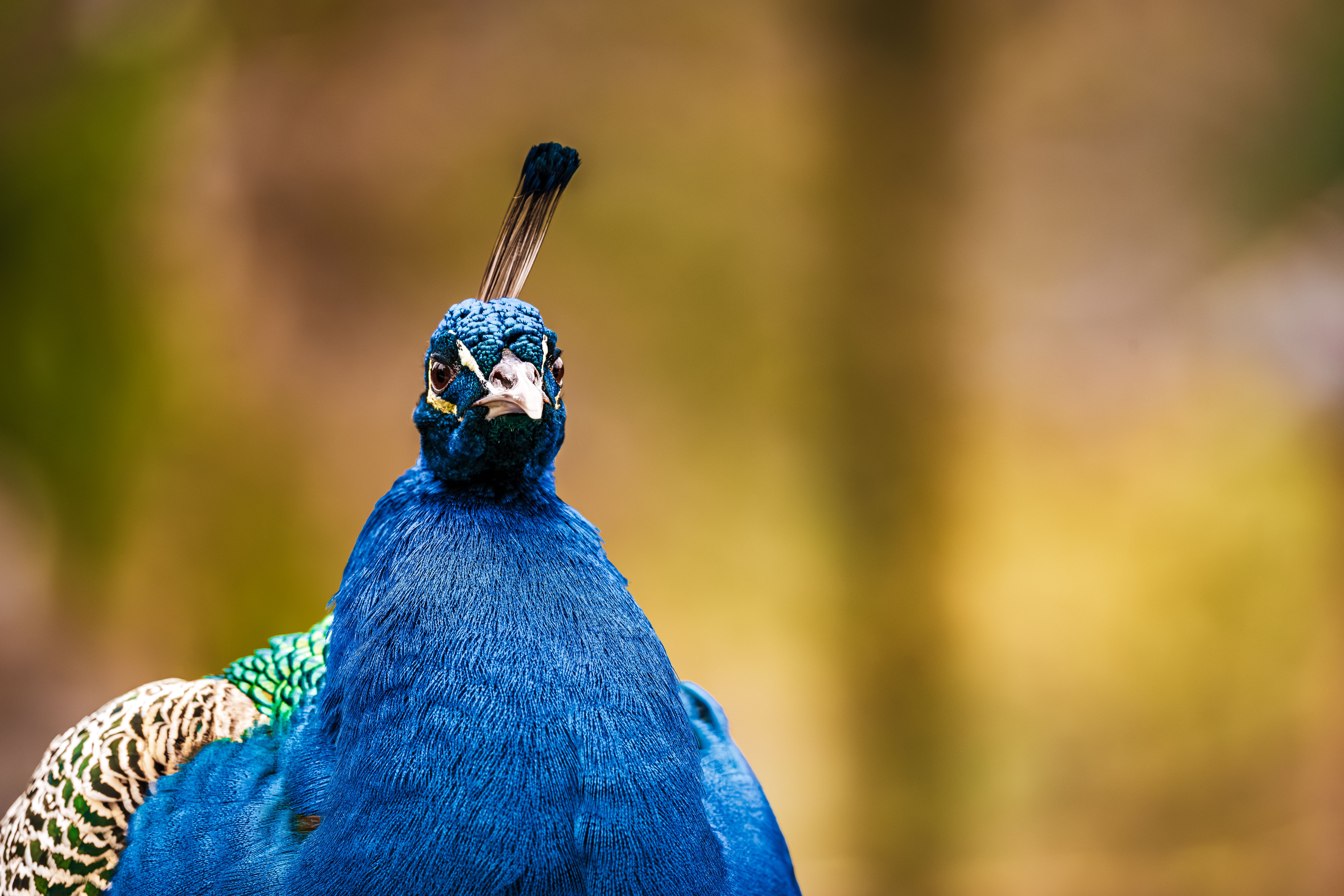 Majestic Peacock in Natural Habitat Close-up · Free Stock Photo