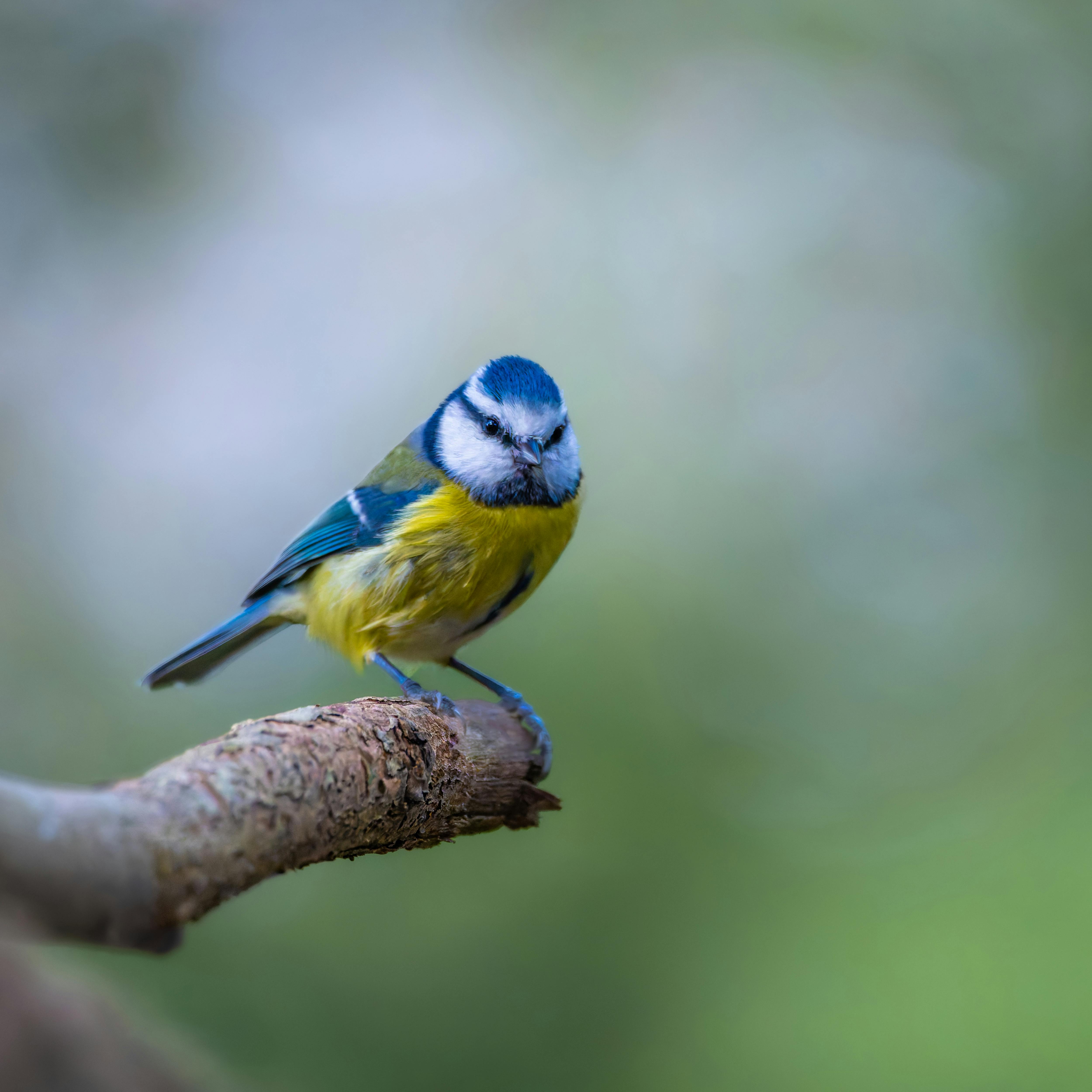 Close-up of a blue tit on a branch in natural surroundings, perfect for nature enthusiasts.
