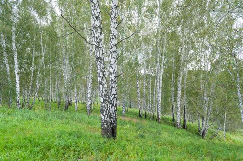 Free Tranquil birch trees in a lush green forest, embodying peace and nature's beauty. Stock Photo