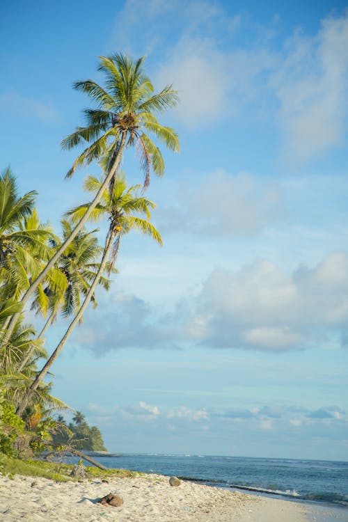 Бесплатное стоковое фото с берег, вертикальный выстрел, кокосовые пальмы