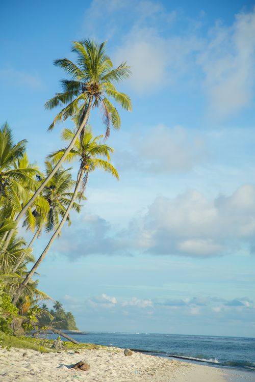 Free Serene beach scene with coconut palms and turquoise ocean in Maldives, perfect for travel inspiration. Stock Photo