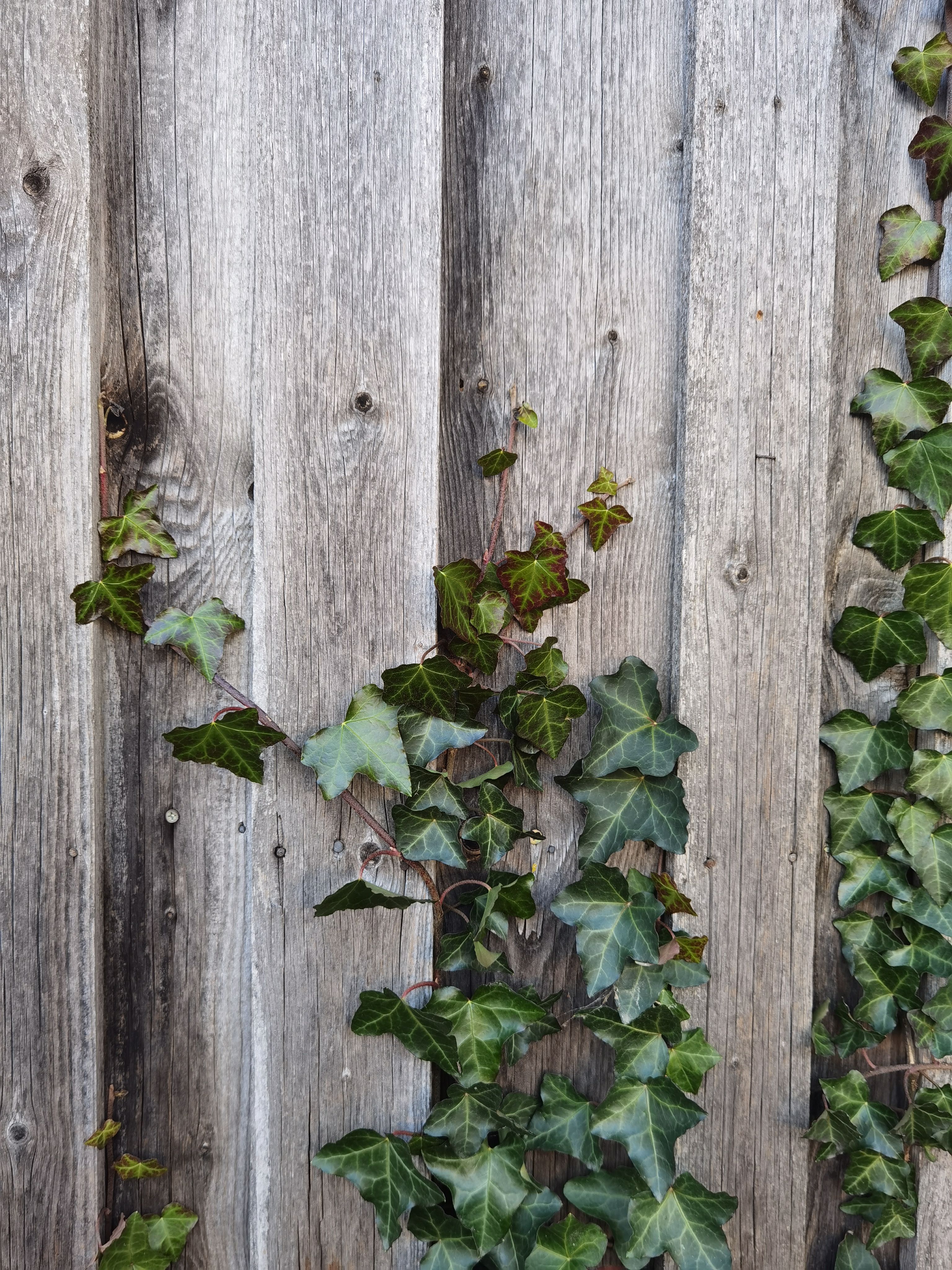 Ivy Vines Climbing Weathered Wooden Fence · Free Stock Photo