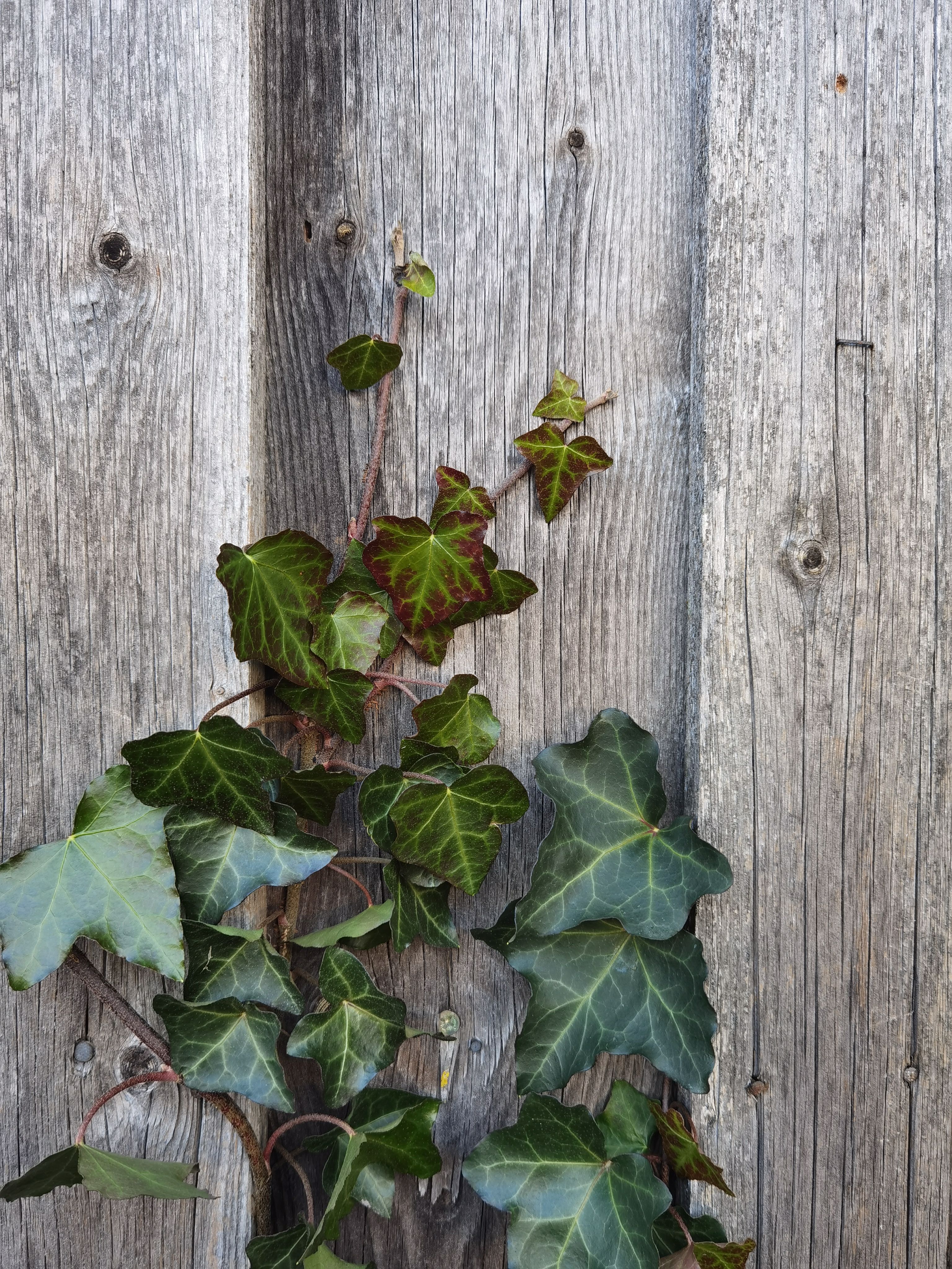 Close-Up of Ivy Vines on Rustic Wooden Fence · Free Stock Photo