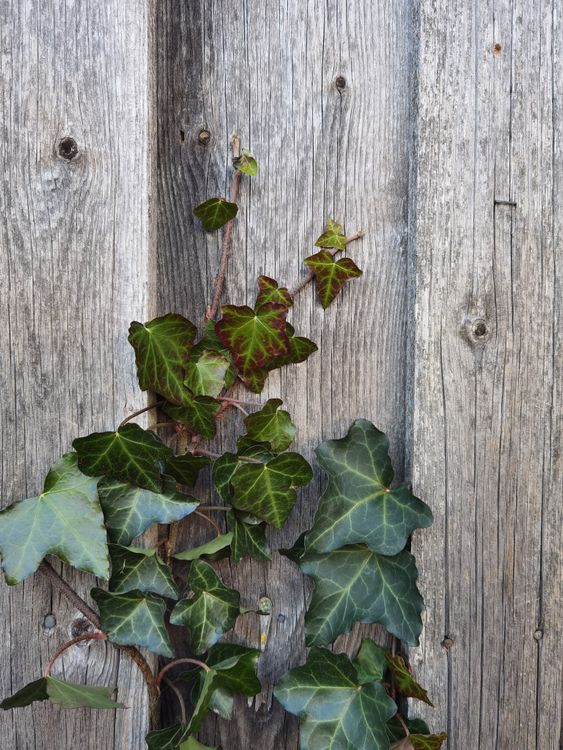 Close-Up of Ivy Vines on Rustic Wooden Fence · Free Stock Photo