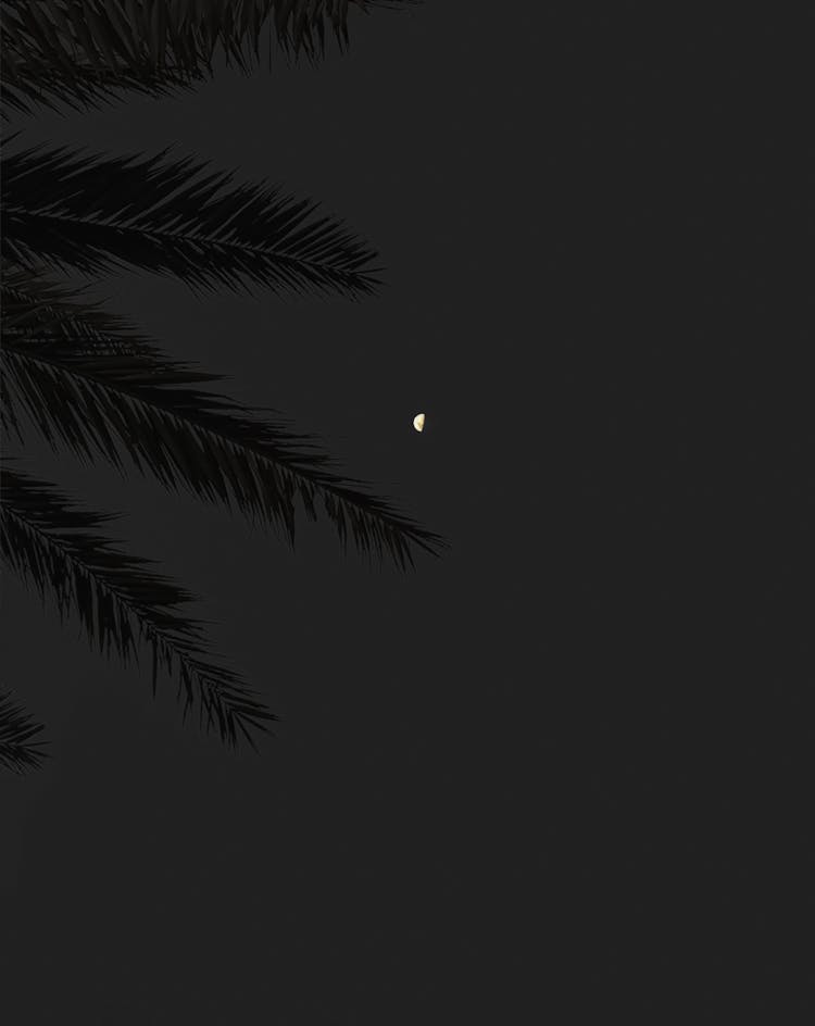 Coconut Tree Leaves Under The Moonlight Of Dark Night Sky