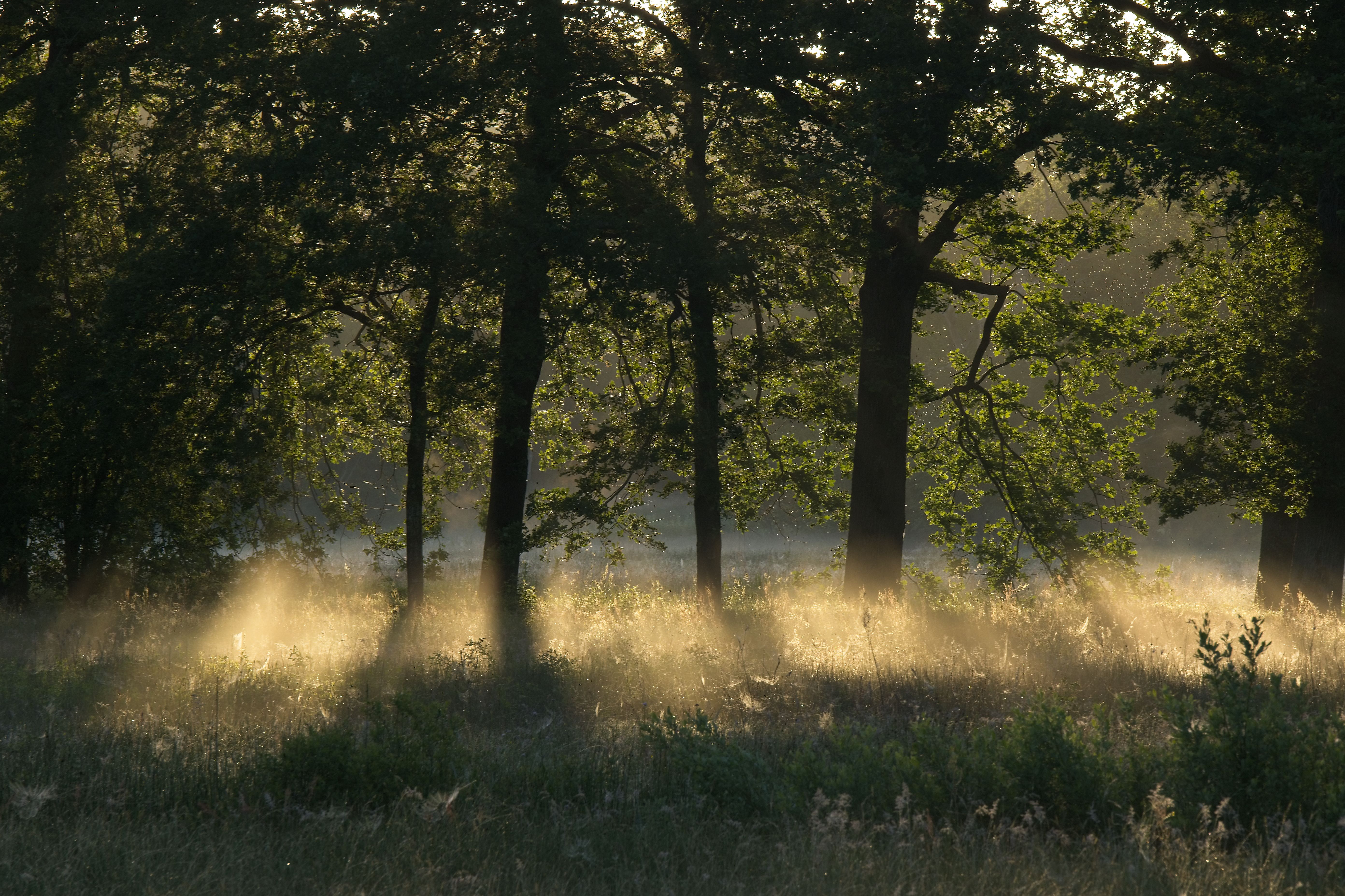 Enchanting Morning Light Through Gasteren Trees · Free Stock Photo