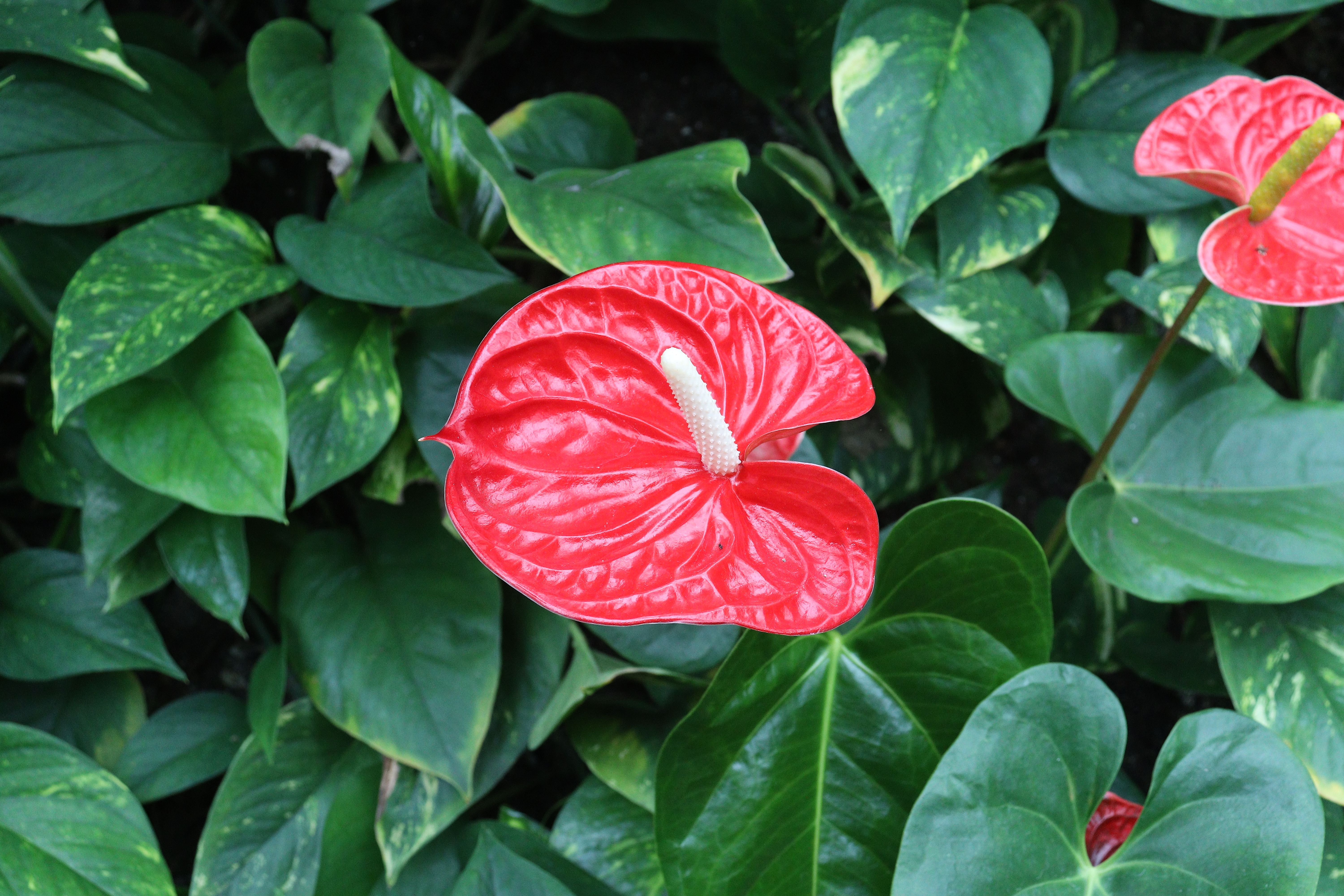 Glossy red anthurium blooms in an arrangement