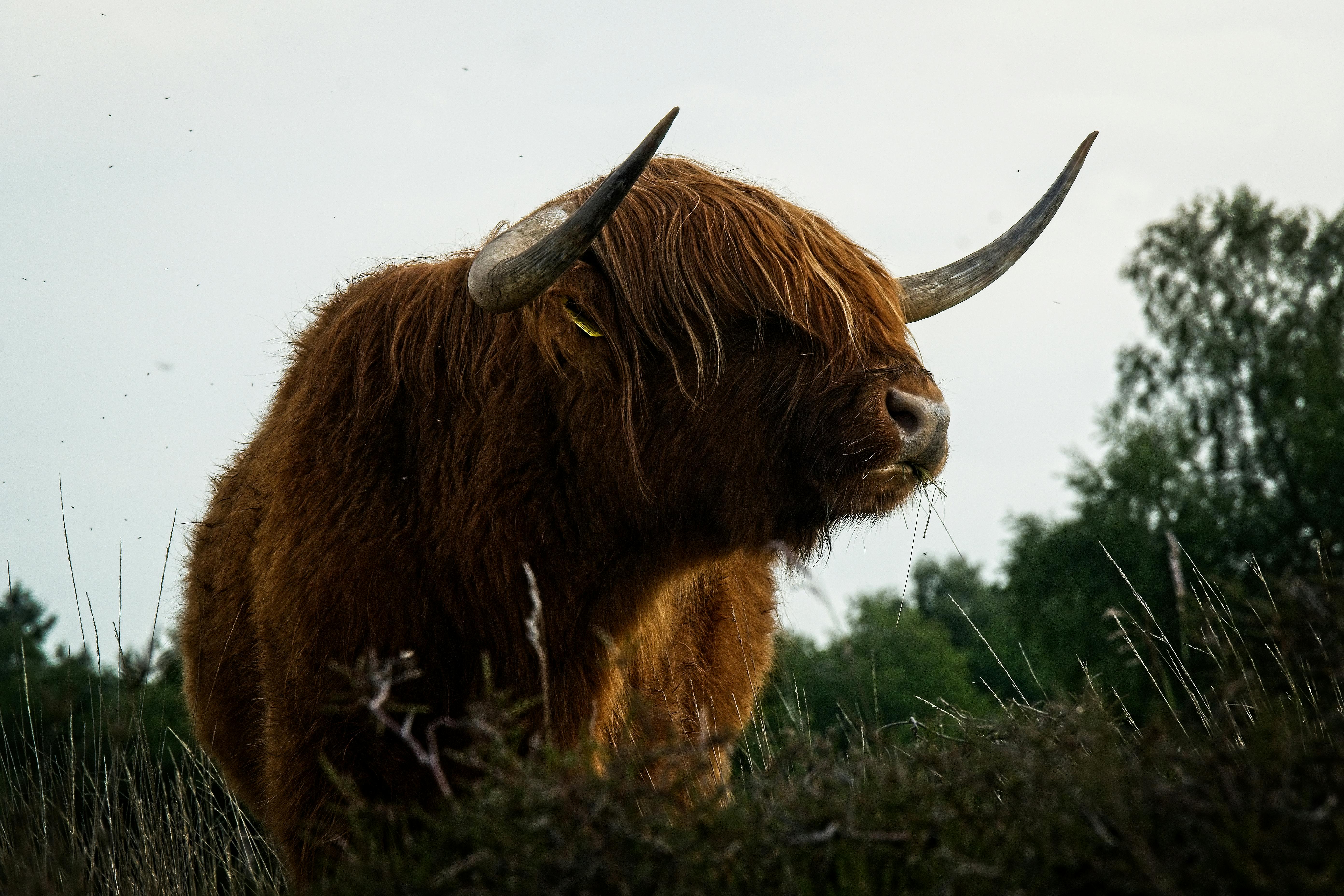 Schotse Hooglanders Westduinpark