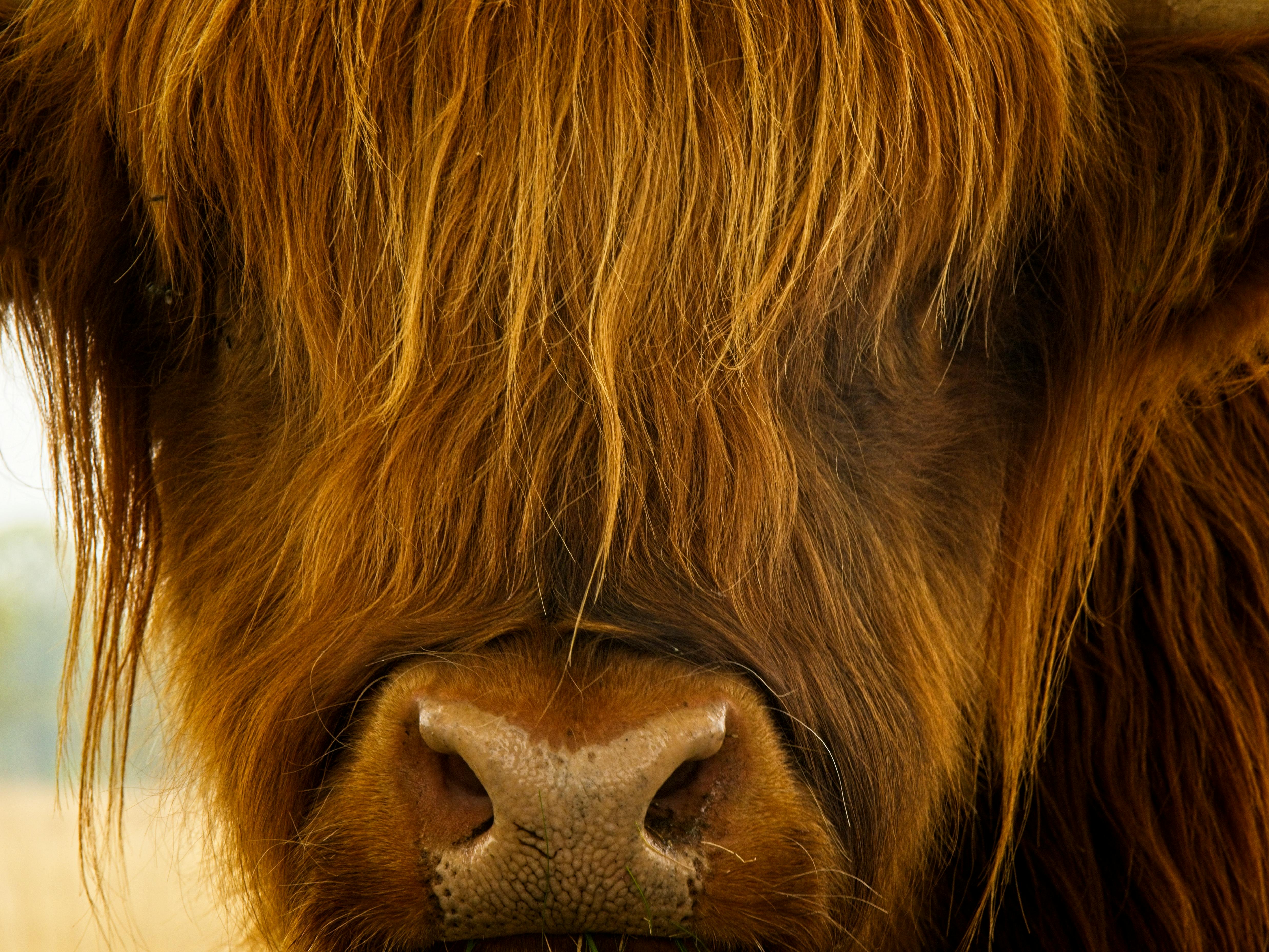 grátis Jonge Schotse Hooglander Koe Portret Foto profissional