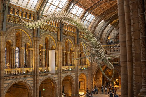 Free Interior view of whale skeleton at London's Natural History Museum with arch architecture. Stock Photo