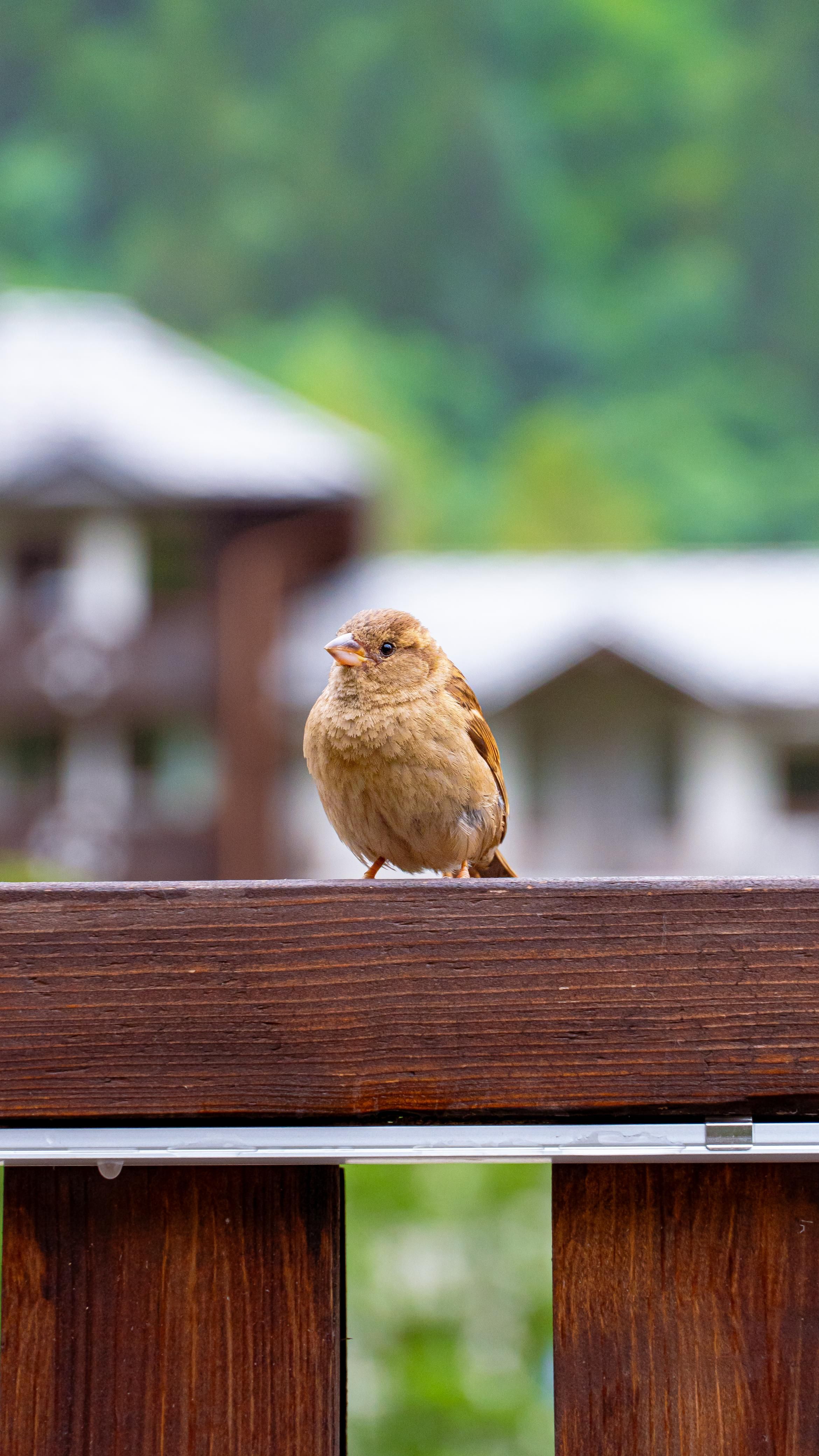 A sparrow perched on a wooden fence with blurred green foliage in the background in Ifrane, Morocco.