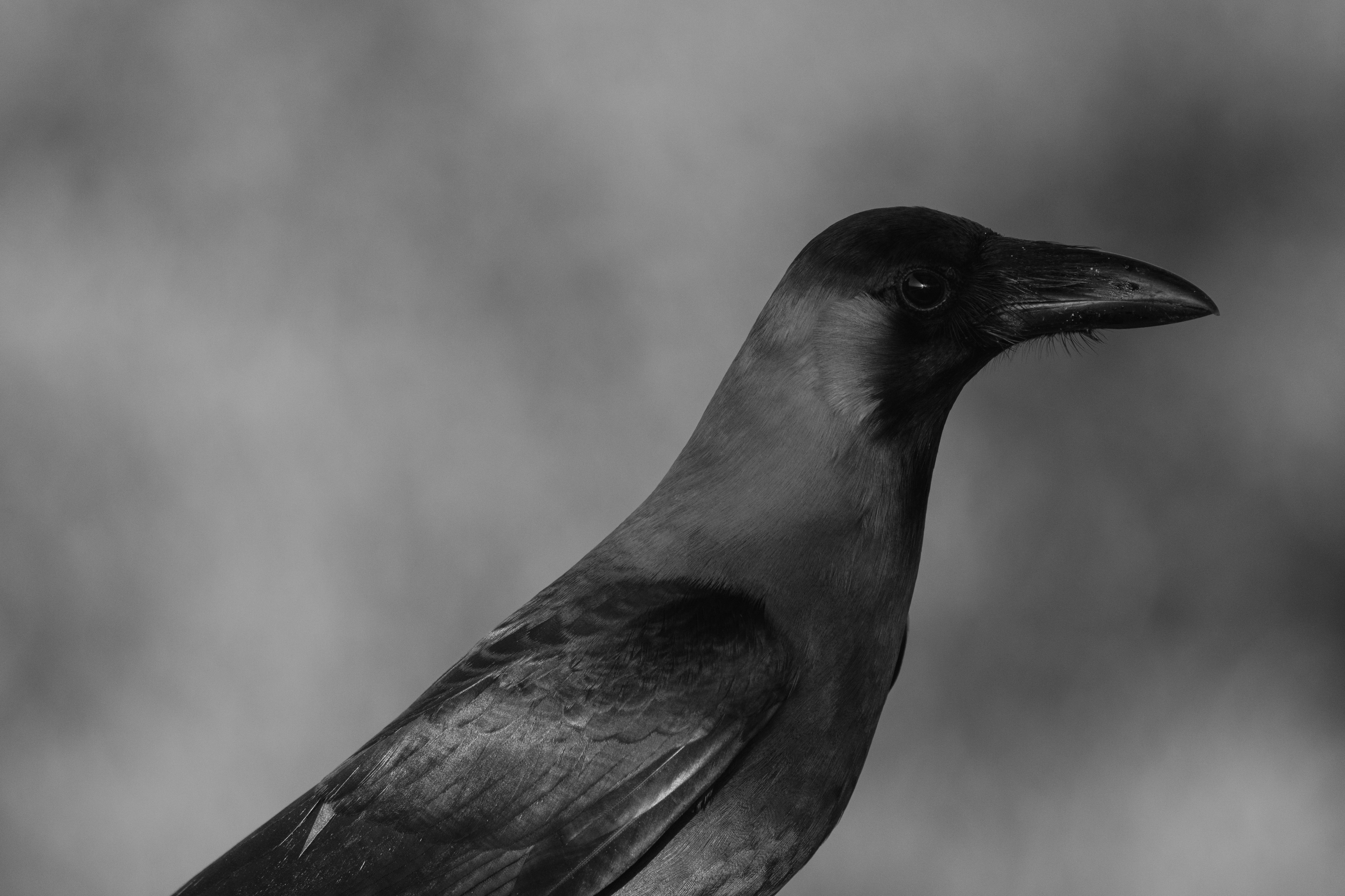 Close-up black and white image of a house crow, profile view.