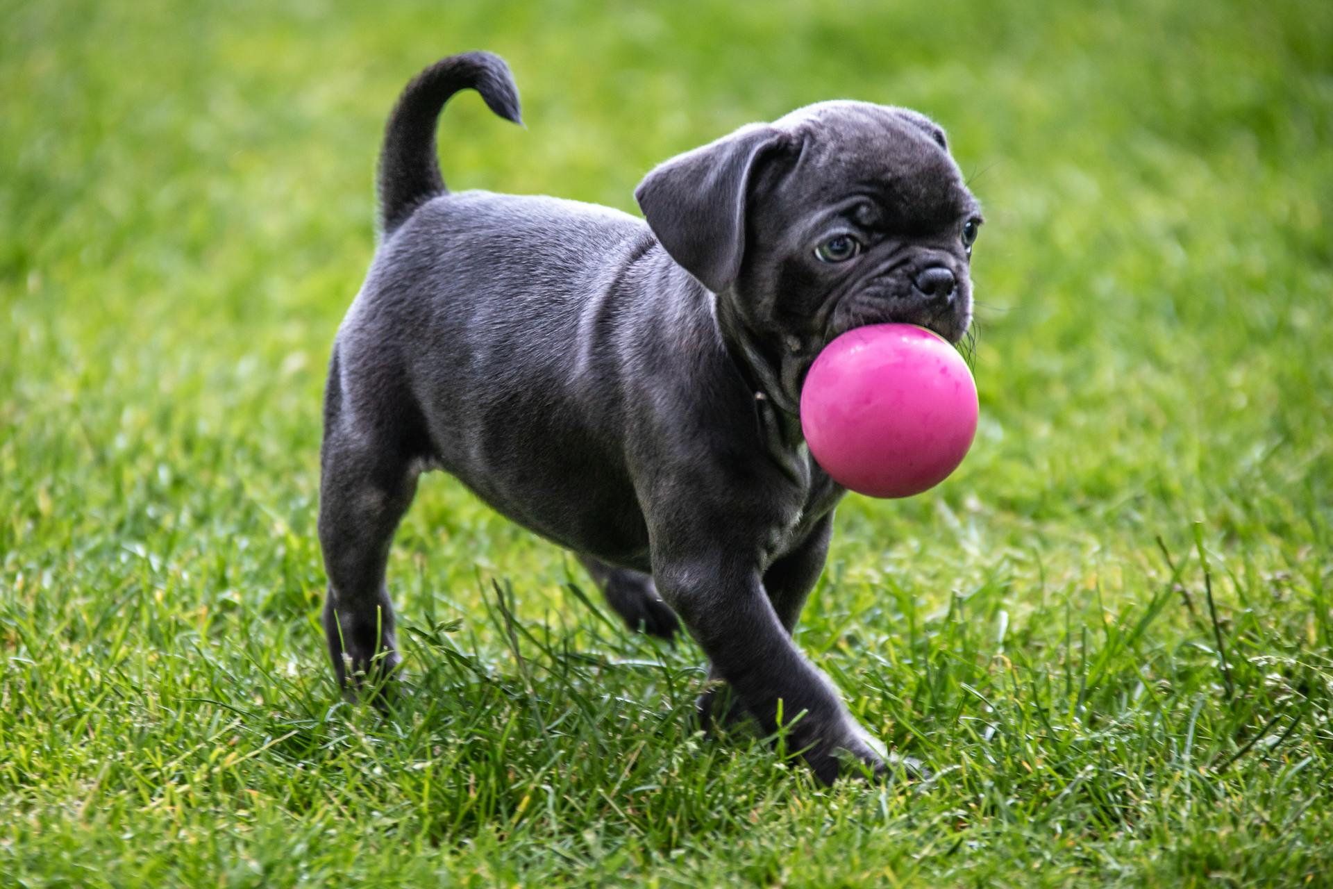 Cute puppy with a pink ball enjoying playtime in a grassy park setting.