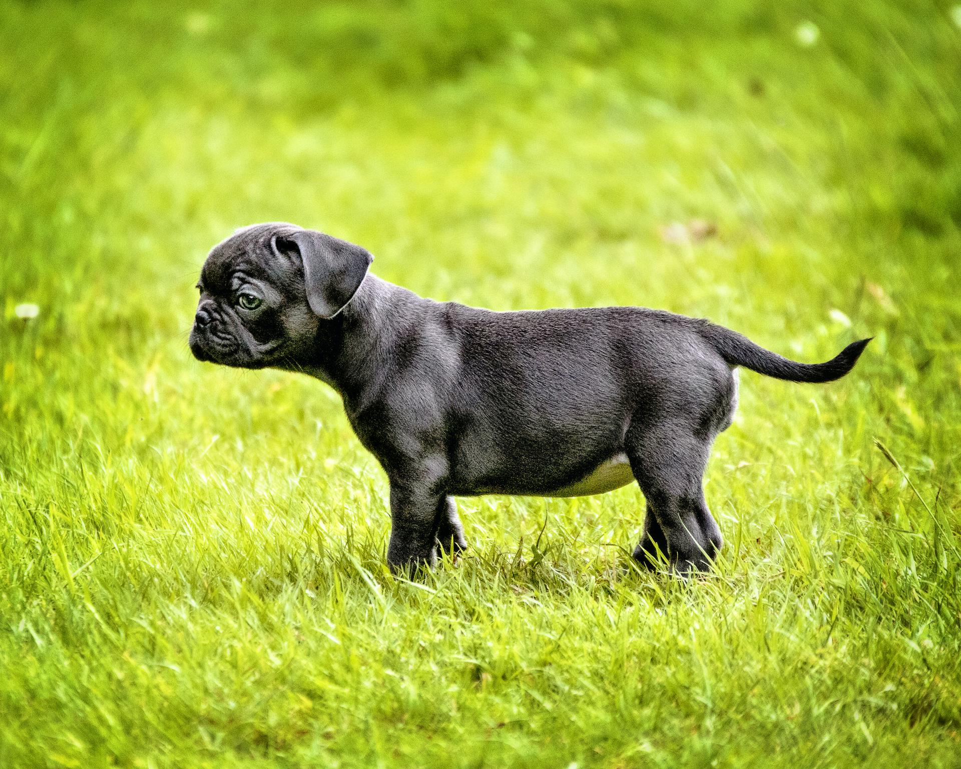 Cute black puppy standing on a lush green grass field in a park, displaying a playful stance.