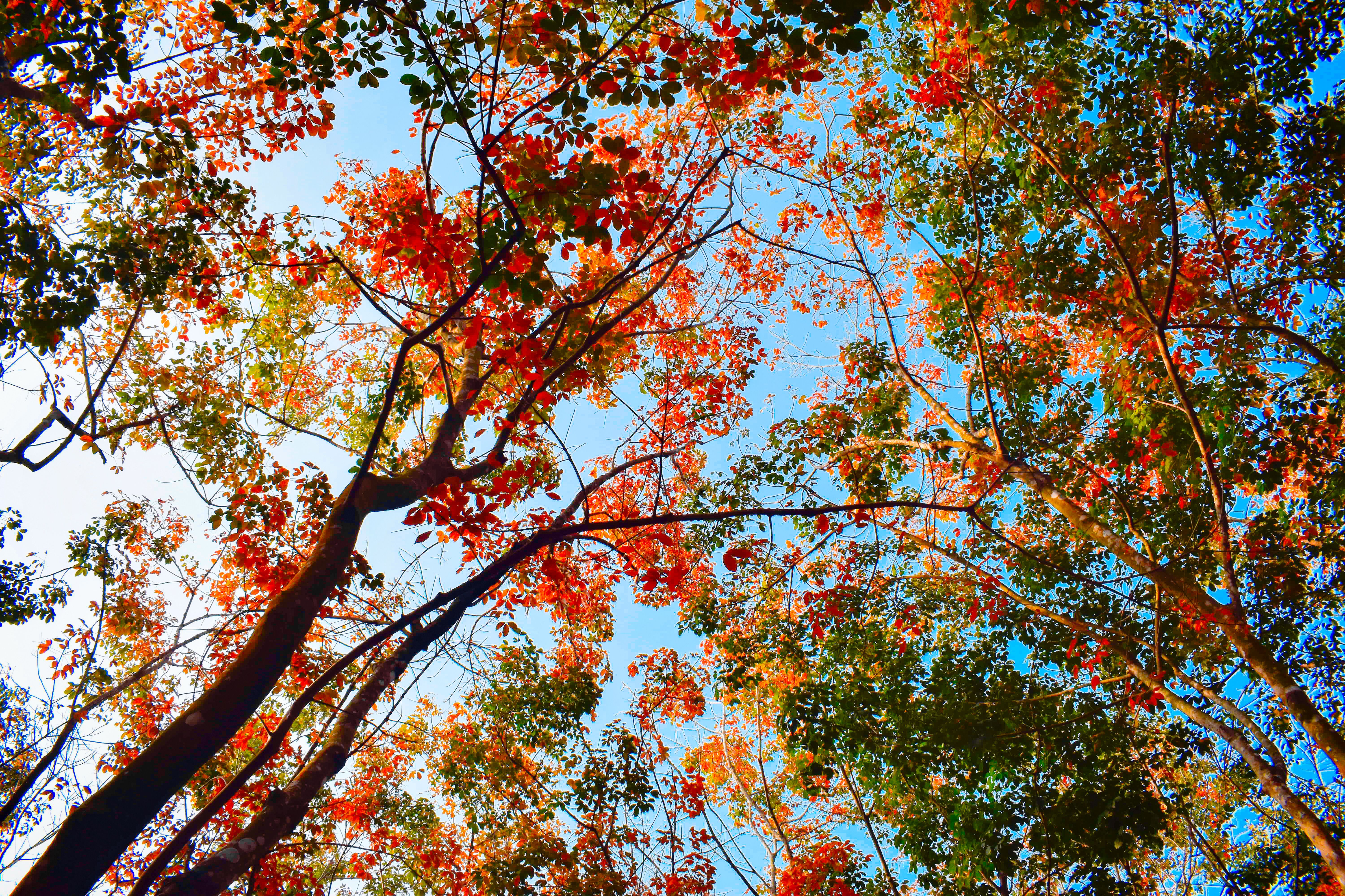 Vibrant Autumn Leaves Against Blue Sky · Free Stock Photo