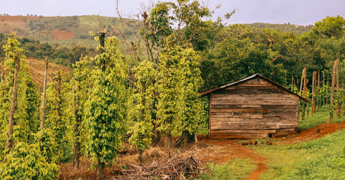 A variety of fresh vegetables growing in a backyard garden.