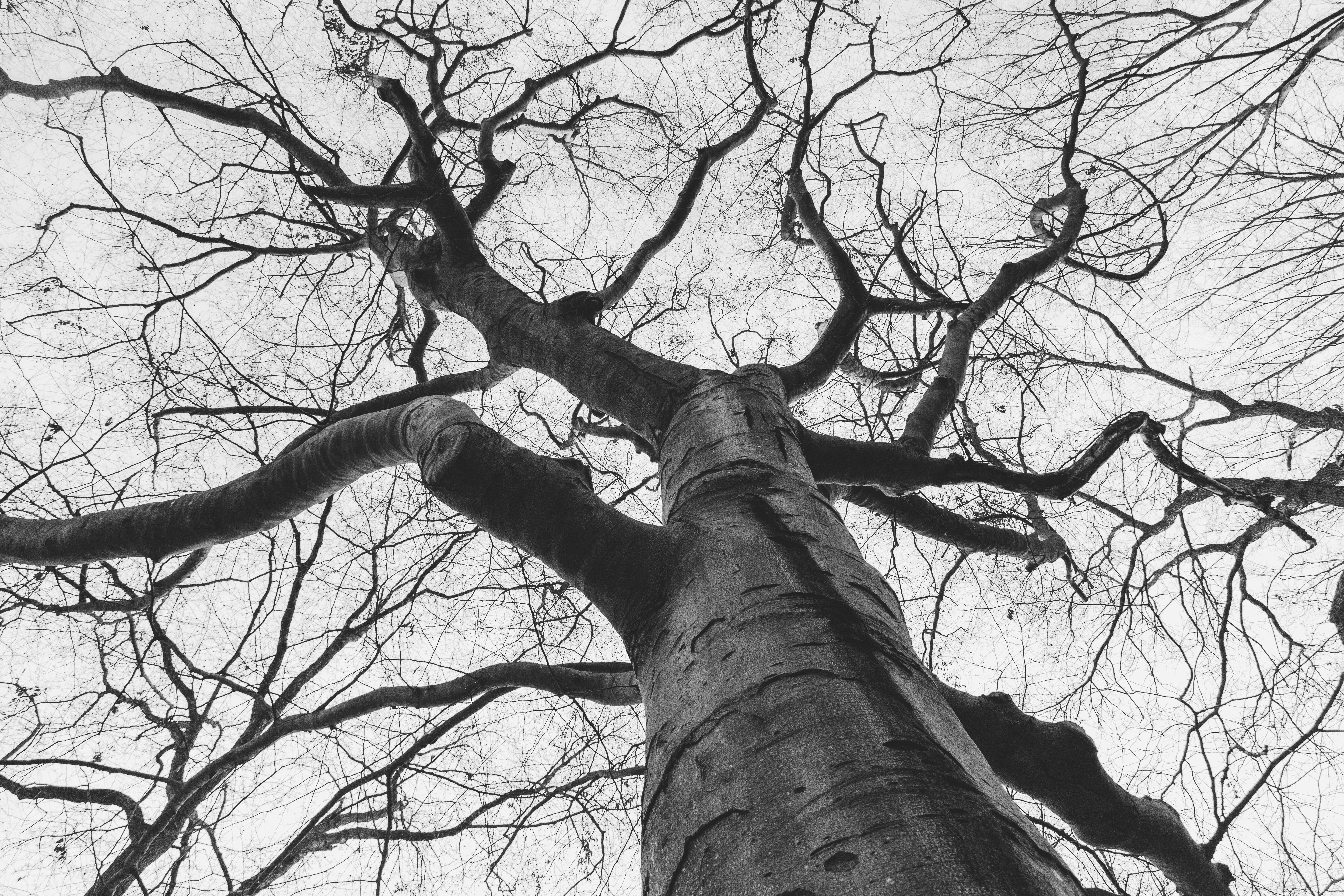 Black and White Majestic Tree Canopy View · Free Stock Photo