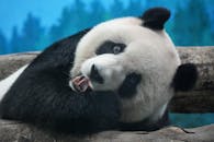 Playful Giant Panda Relaxing on Tree in Taipei