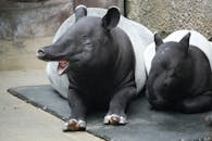 Resting Baird's Tapirs in Taipei Zoo Enclosure