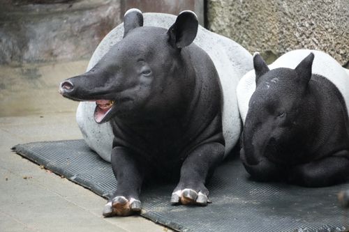 Free A pair of Baird's tapirs relaxing in an enclosure at the Taipei Zoo. Stock Photo