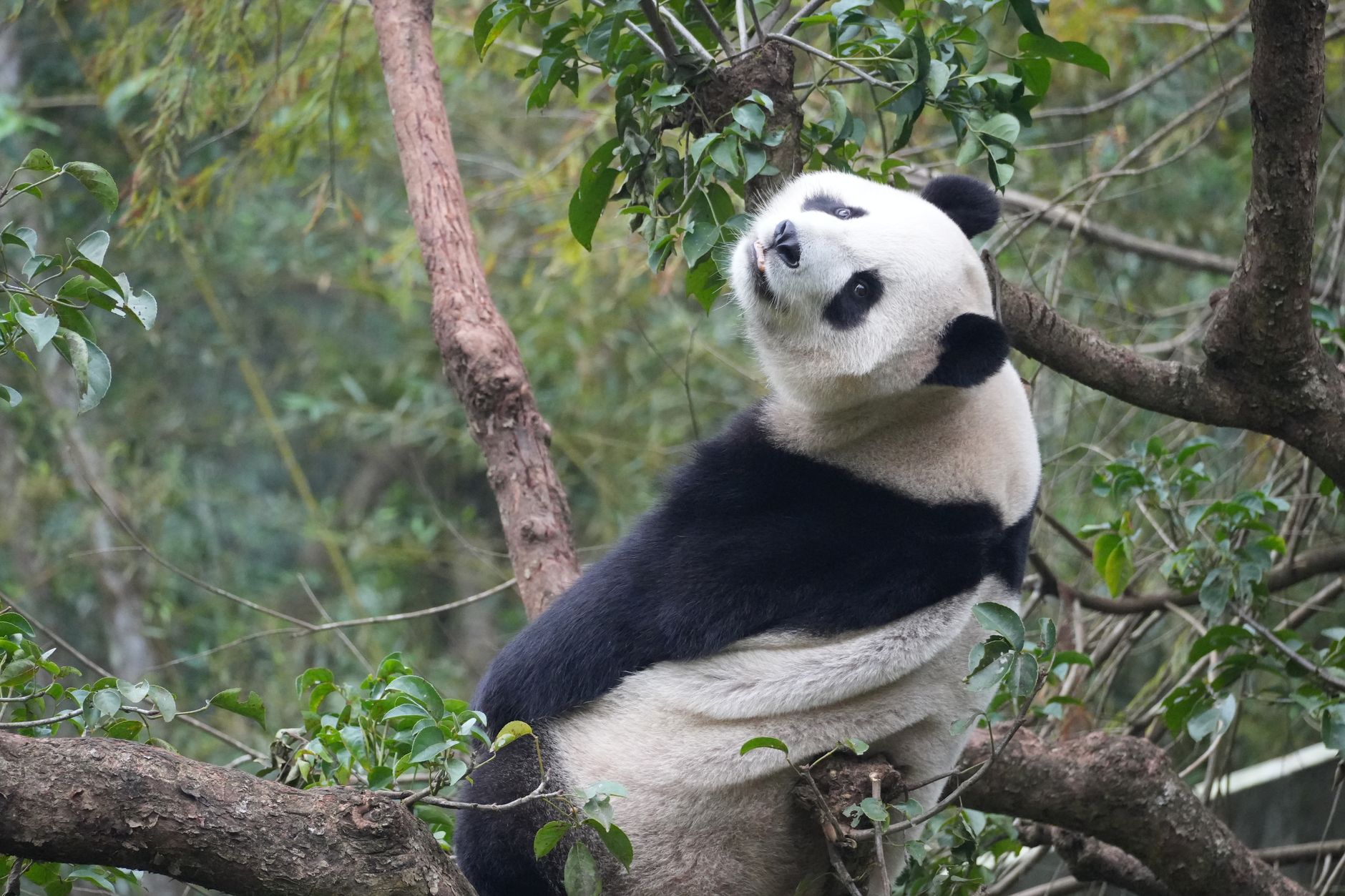 睡不著怎麼辦?聽音樂真能助眠嗎?科學解密與實用指南 A serene giant panda rests peacefully in a lush green tree at Taipei Zoo, Taipei, Taiwan.