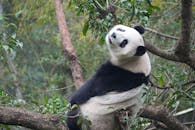 Giant Panda Relaxing in a Tree at Taipei Zoo