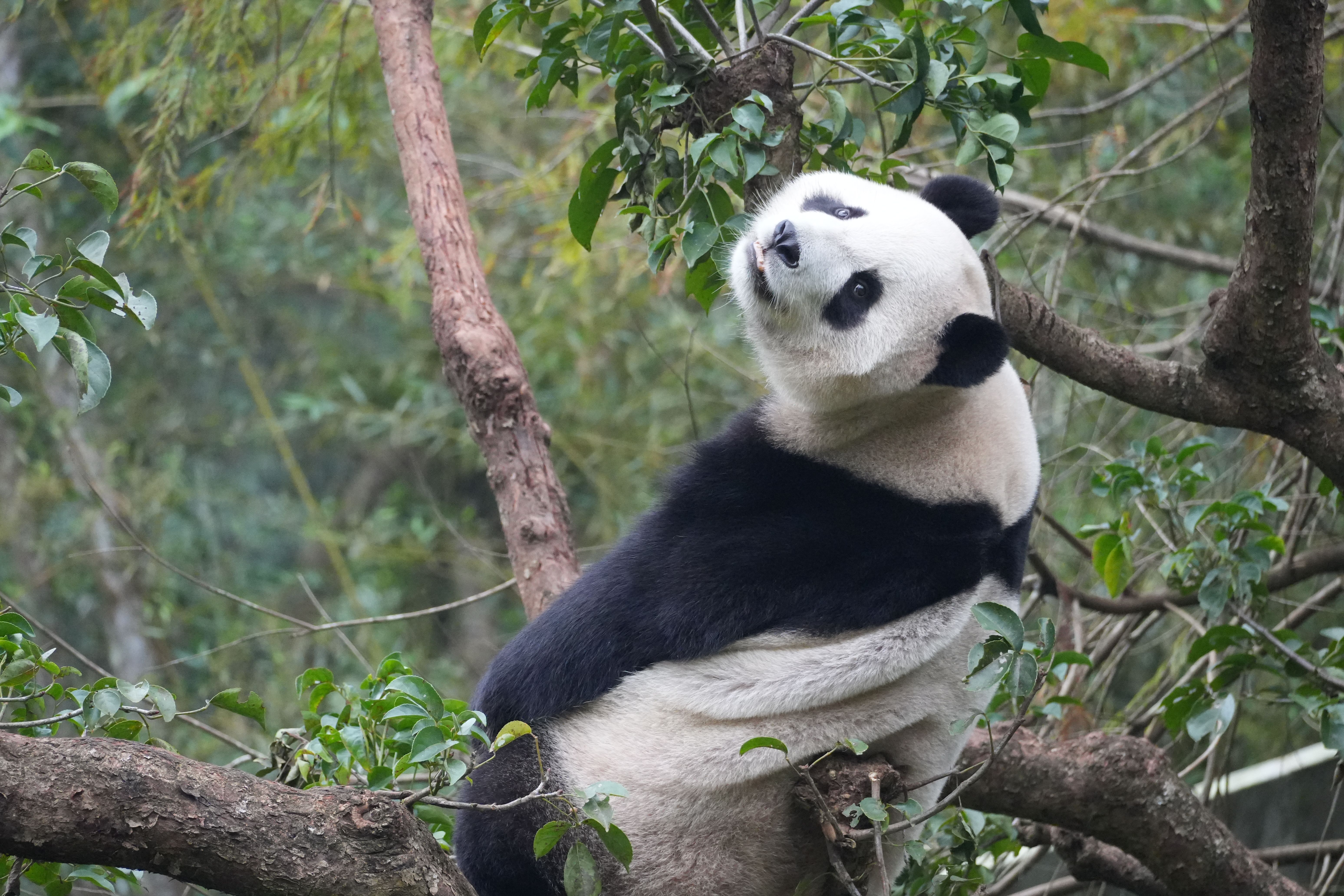 Panda Raksasa Bersantai Di Pohon Di Kebun Binatang Taipei · Foto Stok ...
