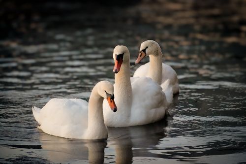 Free Three elegant swans gliding on tranquil waters in Stamford, Connecticut. Stock Photo