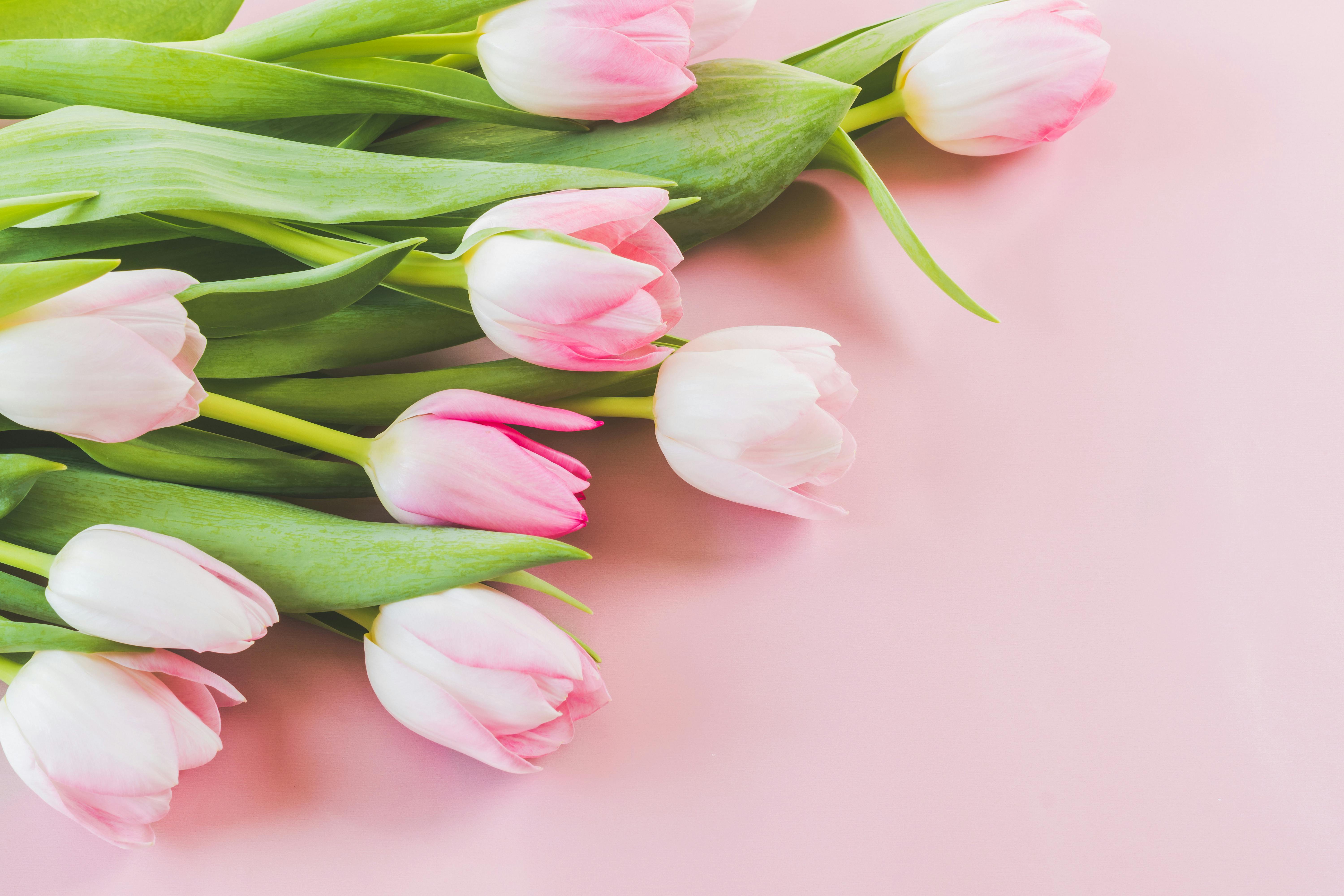 Elegant pink tulips arranged on a pastel backdrop, symbolizing spring.